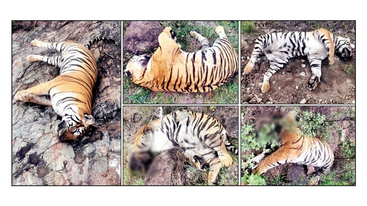 MM Hills tiger deaths: DCF Chakrapani suspended over unpaid dues to anti-poaching watchers