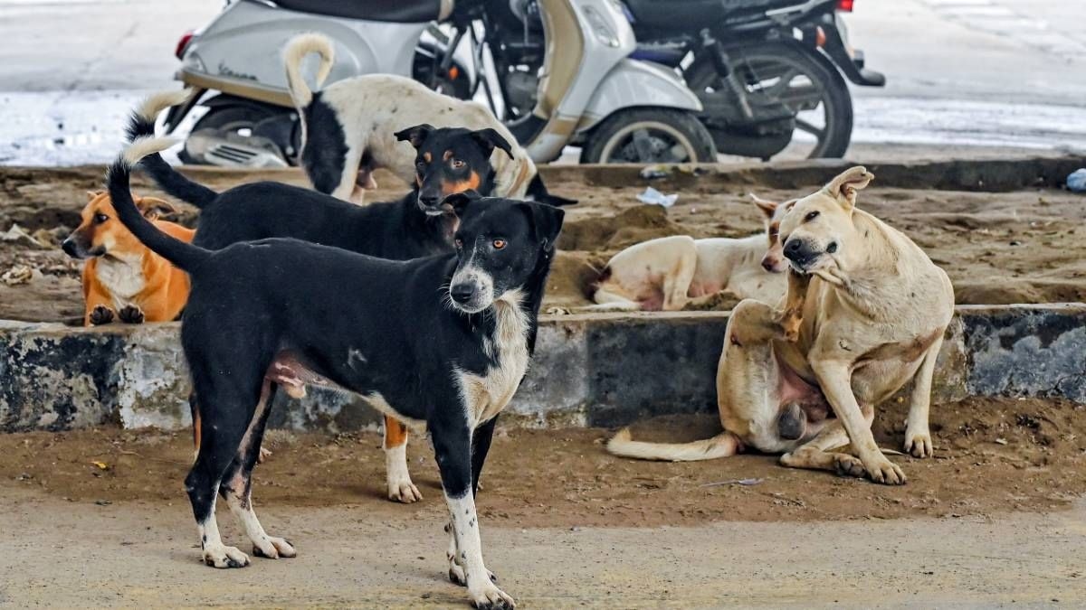 Doctors write to CJI urging stay on SC stray dog order, warn against ‘zoonosis' in overcrowded shelters