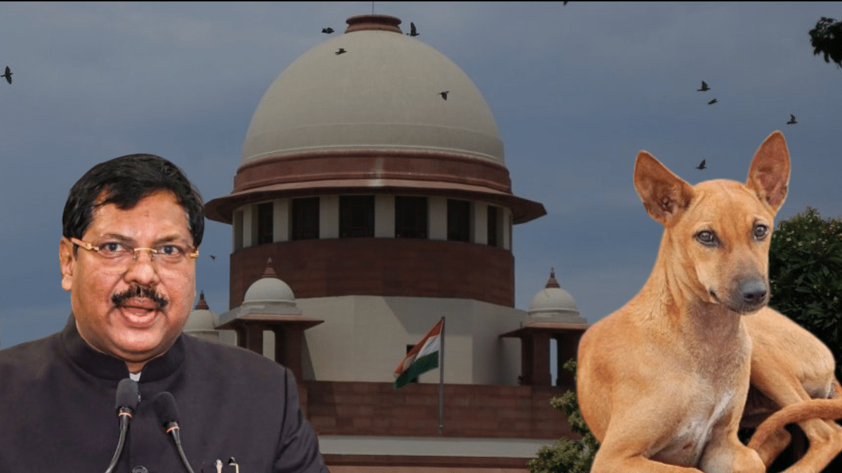 I will look into this, says CJI on stray dogs matter amid uproar over SC order. What happened in court