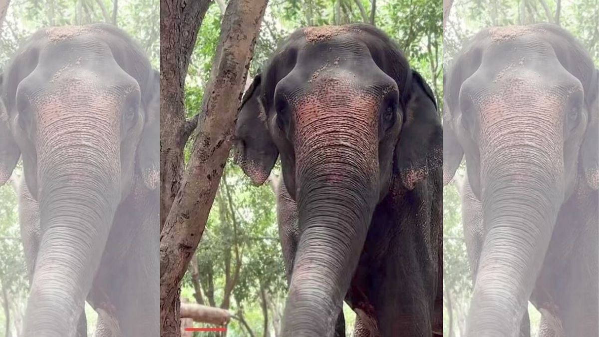 From Nandani village to Vantara, elephant Madhuri's journey & why it's caught in a legal tangle