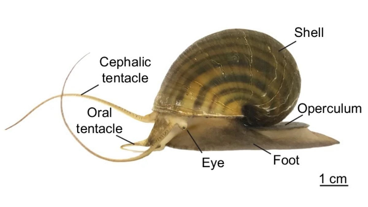 Apple snails can regrow their eyes & lithium plays a critical role in our bodies, not just in EVs