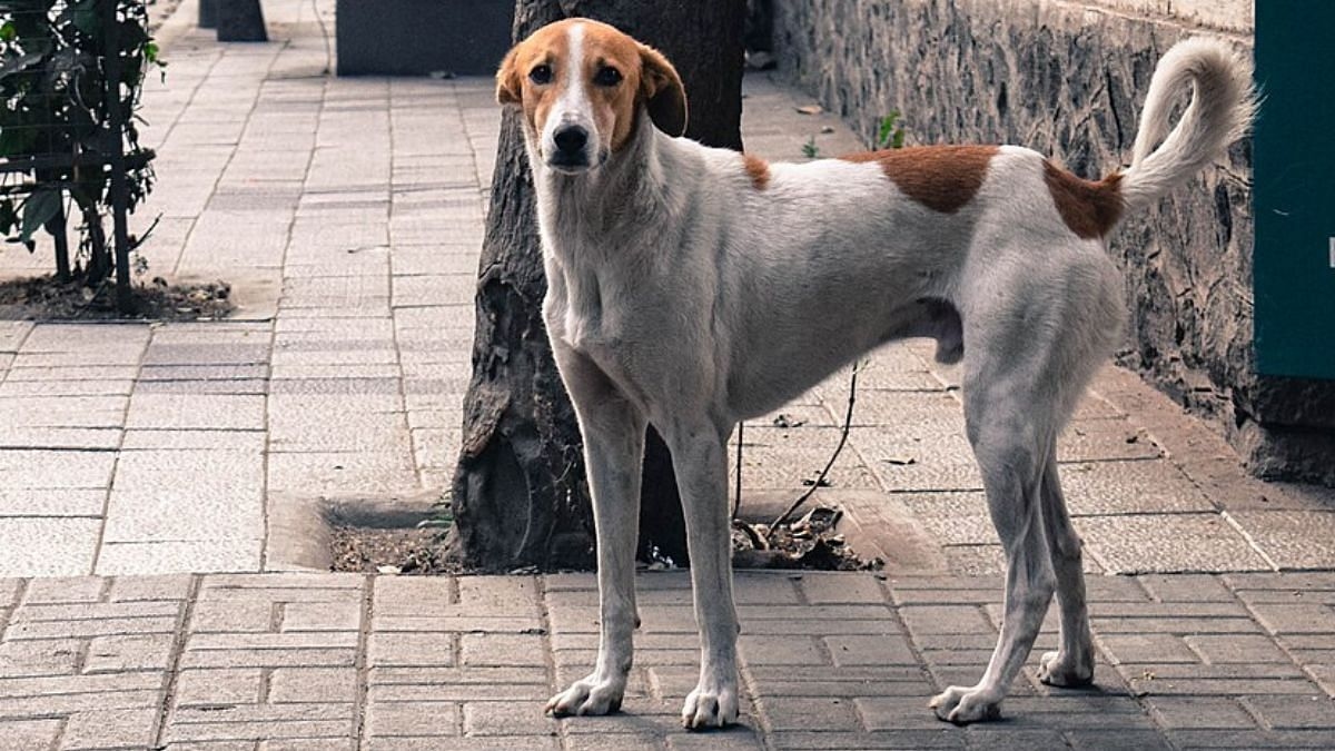 Why activists see SC order on removal of stray dogs as ‘violation' of 2023 ABC rules