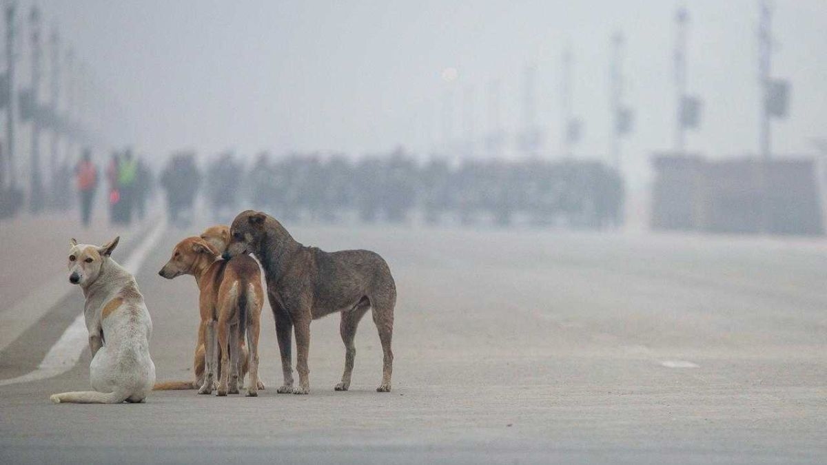 SC's stray dog order fails Delhi. Courtroom absolutes don't solve bad policy