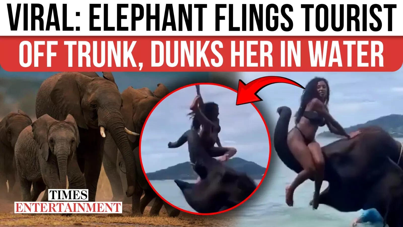 Elephant Throws Tourist Into Water, Viral Video Ignites Ethics Debate on World Elephant Day