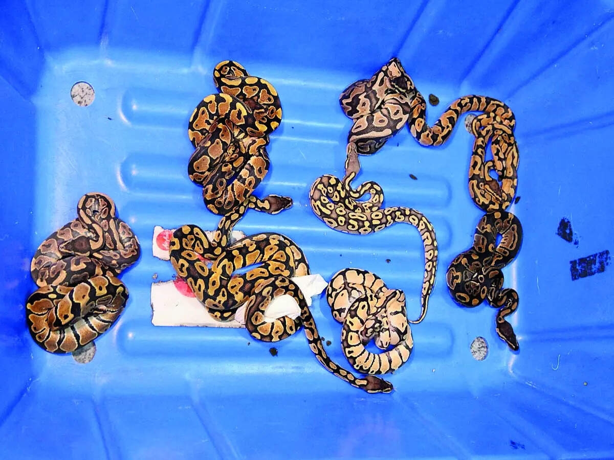 KIA wildlife smuggling exposes security failures