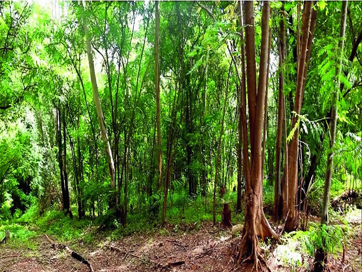 Minister recommends suspension in forest case