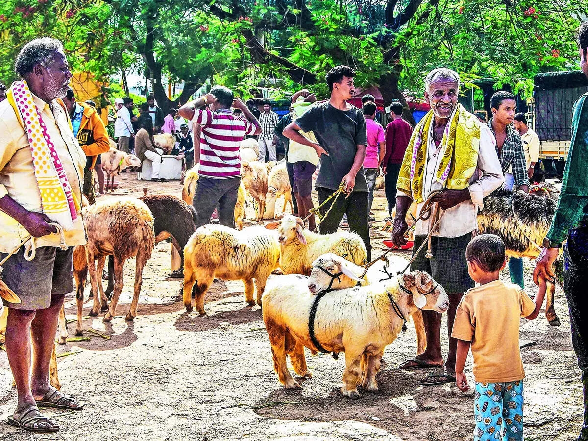 Eid al-Adha sends prices of goats skyrocketing