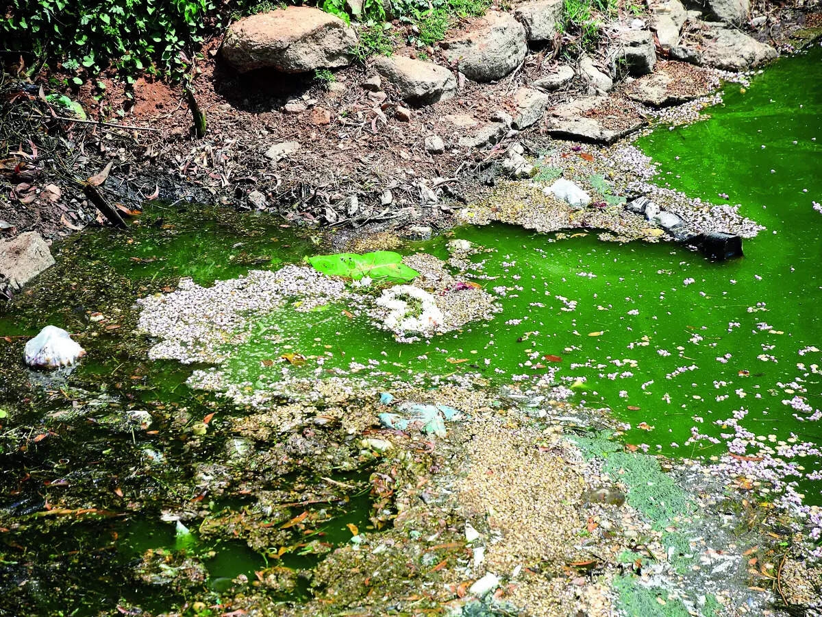 Study finds microplastic residue in lake bank soil