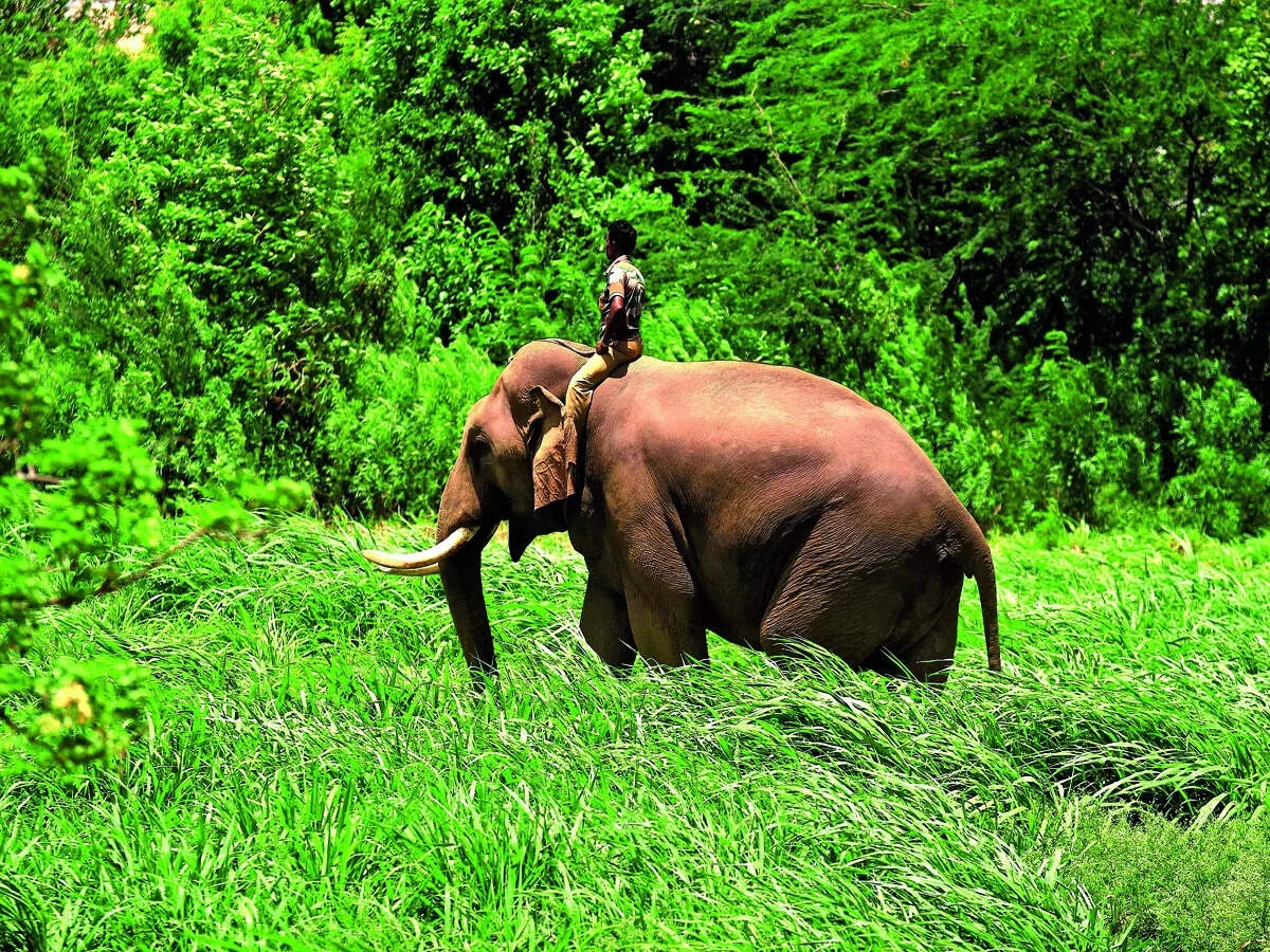 Karnataka transfers Kumki elephants to Andhra Pradesh