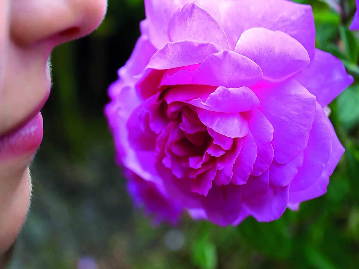 BM Health: Study explains why loss of smell is associated with Alzheimer's disease