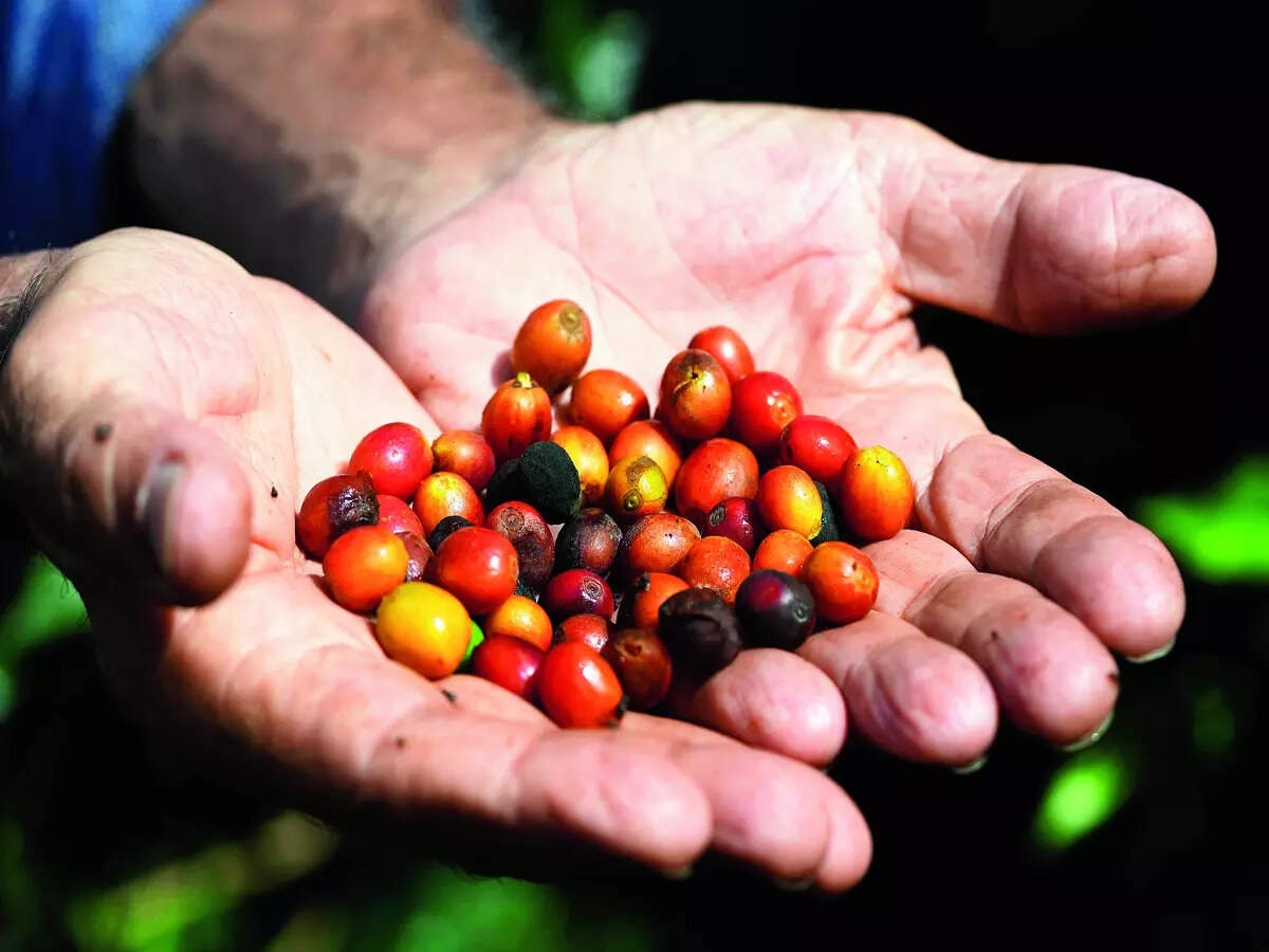 Coffee profits drive Chikkamagaluru's luxury car boom