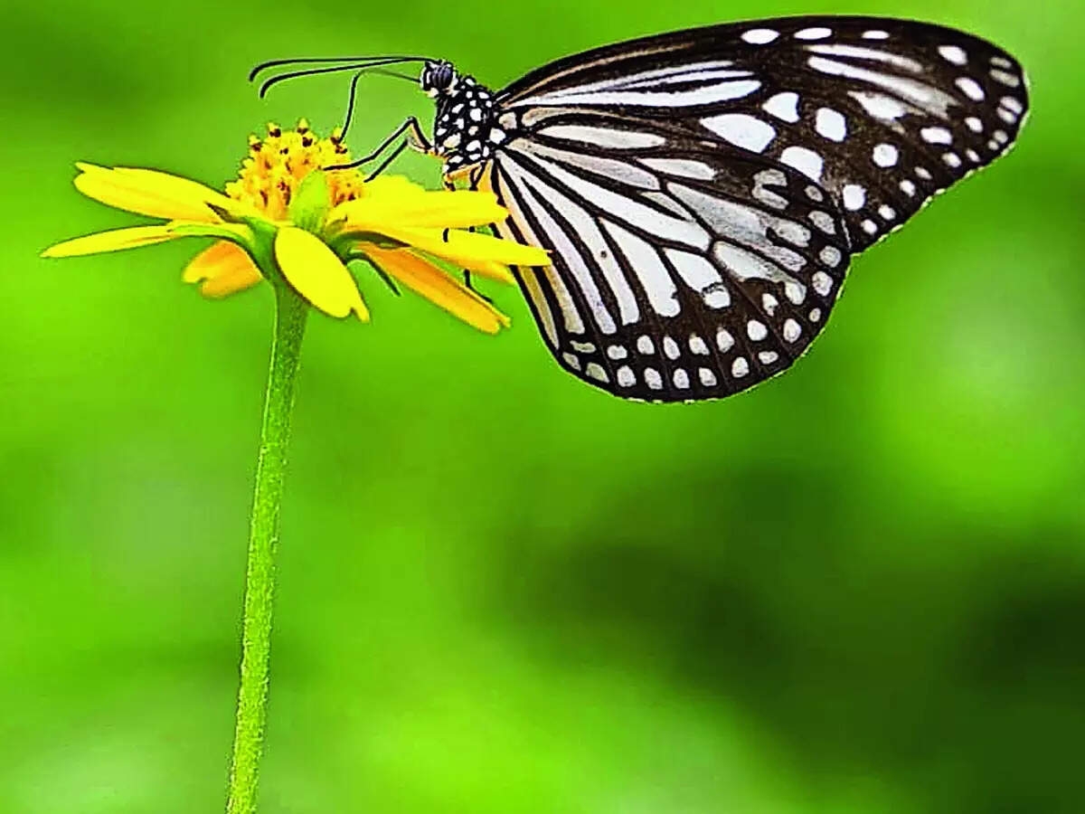 Sunday Read: Nature's wingmen