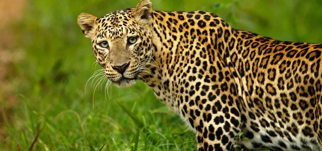 Bengaluru is home to the big cats, and how