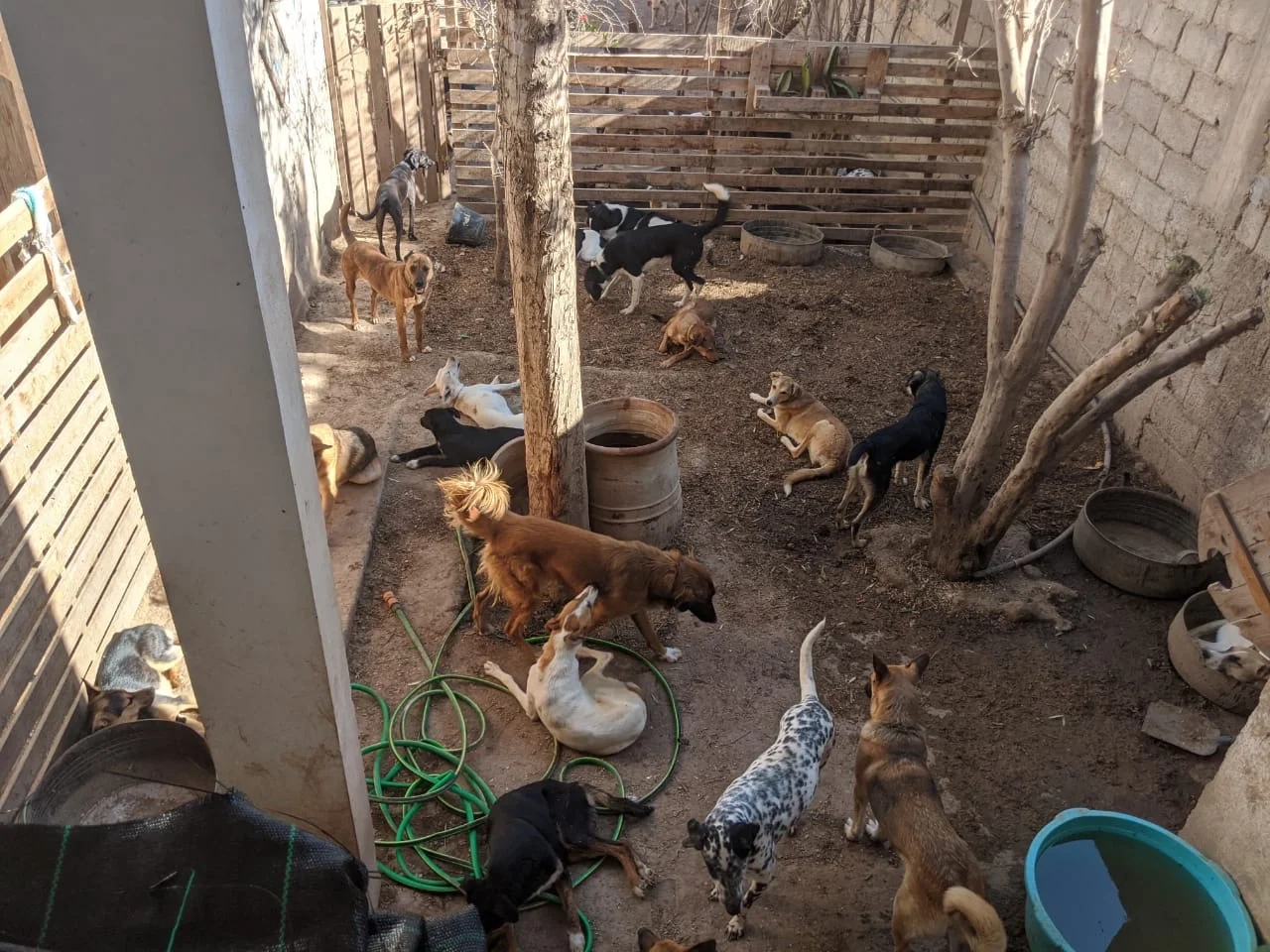 Dog louse fly infestation in Morocco : First molecular evidence found in sheltered dogs