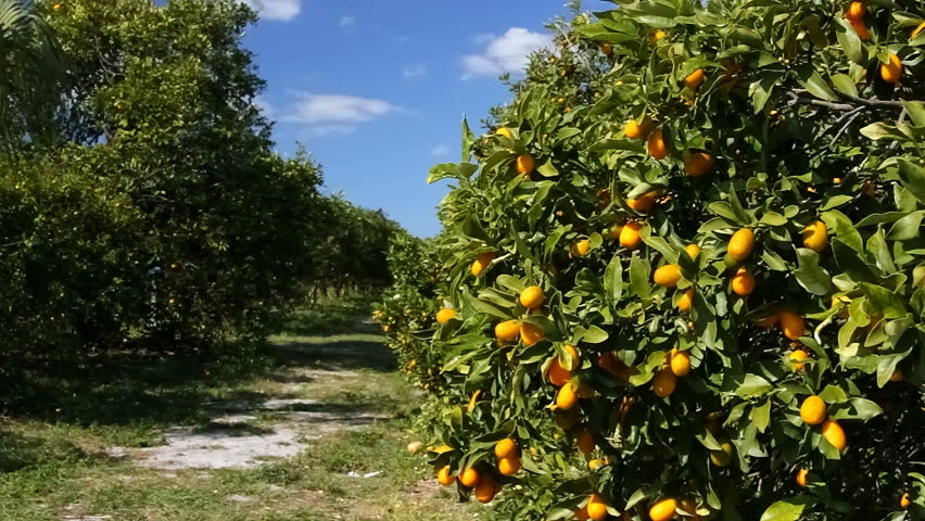 Morocco exports citrus to Japan for the first time