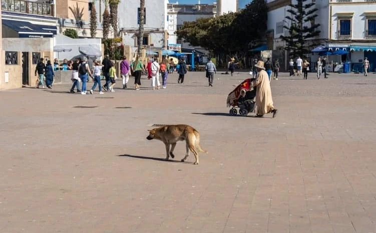 British tourist dies of rabies after contact with stray dog in Morocco