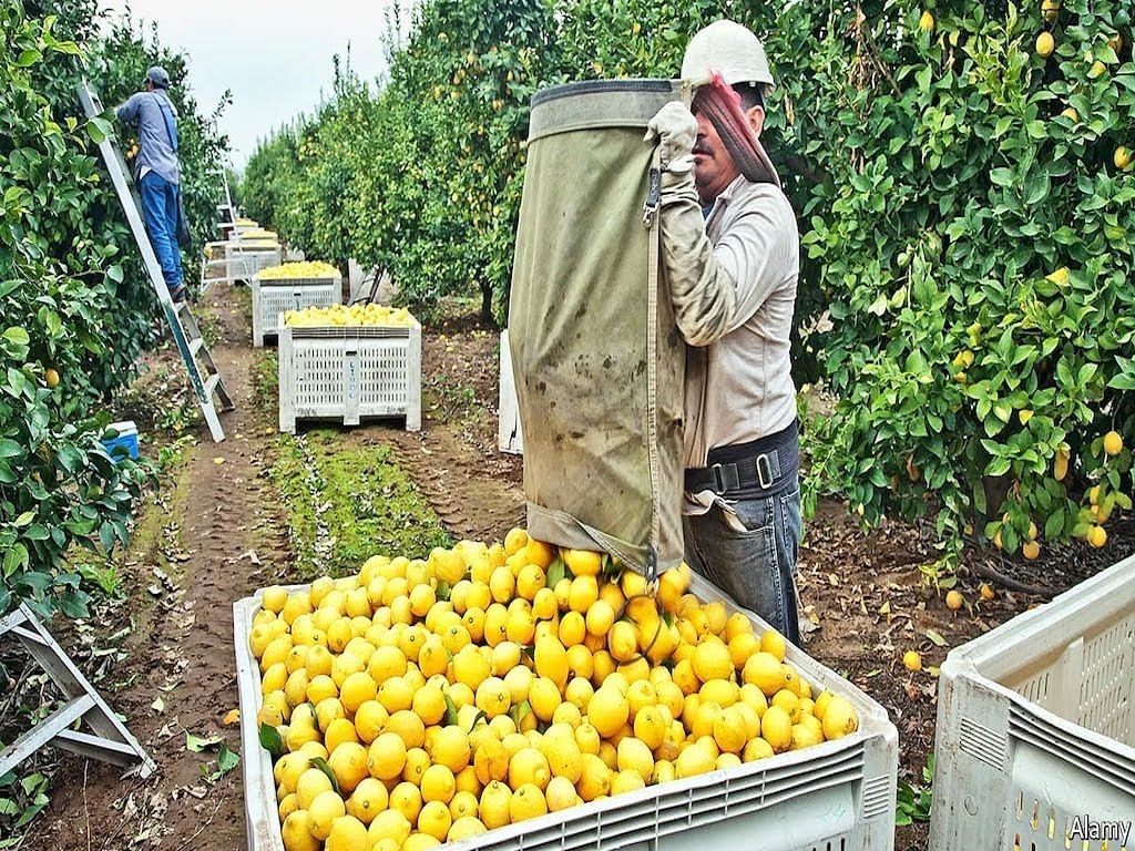 Moroccan man arrested for gangmastering and labor exploitation in Italy