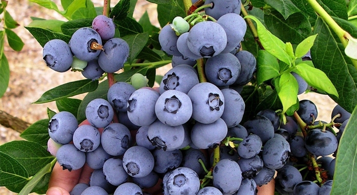 Morocco's blueberry harvest delayed, peak expected in April-May