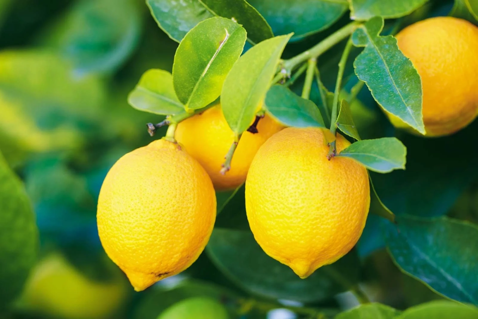 Morocco's lemon exports bounce back strongly in 2024/25 after four years of decline