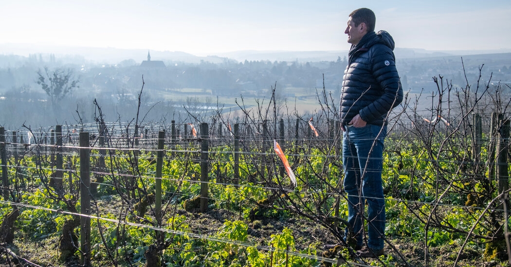 How Chablis Winemakers Are Fighting Back Against Climate Change