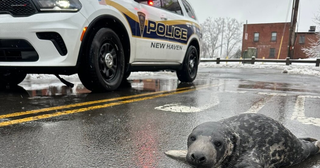 Why Did the Seal Cross the Road? To Get to Connecticut's Pizza Haven.