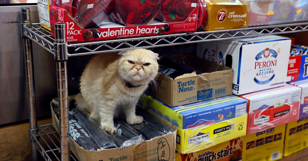 Bodega Cats: The Catch-22