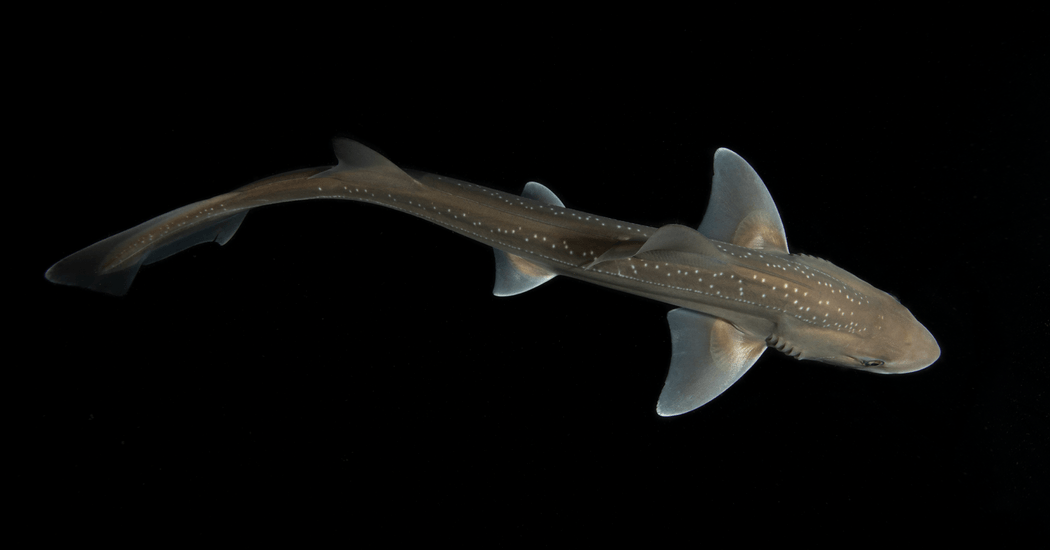 A Shark Breaks Its Silence With Some Clicking Sounds