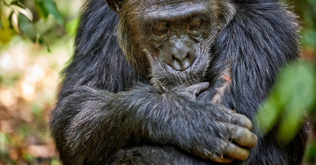 Humans' Wounds Heal Much More Slowly Than Other Mammals'