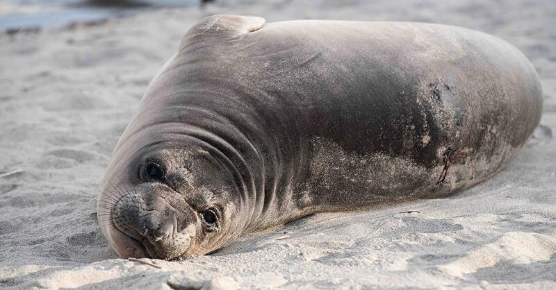 Man Who Stabbed Baby Seal on Oregon Beach Is Sought