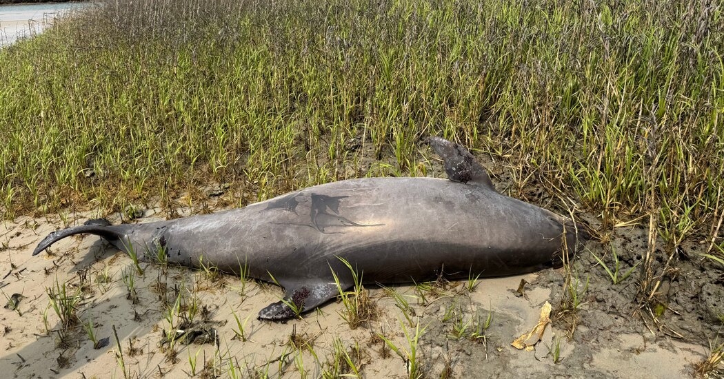 Decapitated Dolphin in North Carolina Prompts $20,000 Reward Offer From U.S.
