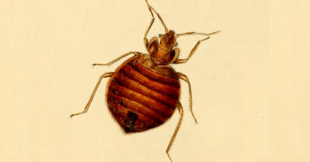 Early Humans Settled in Cities. Bedbugs Followed Them.
