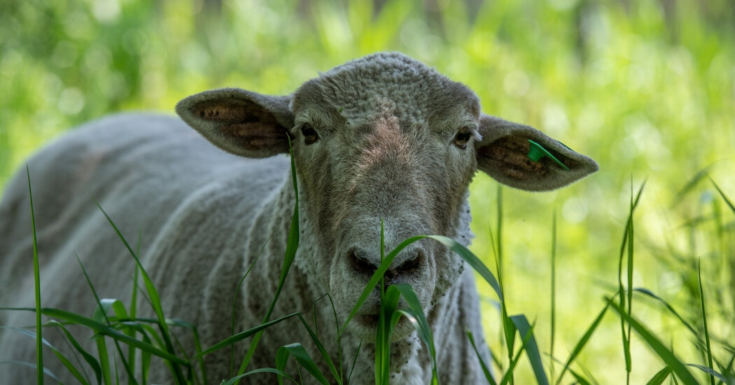 For the Sheep of Governors Island, a Final New York Summer
