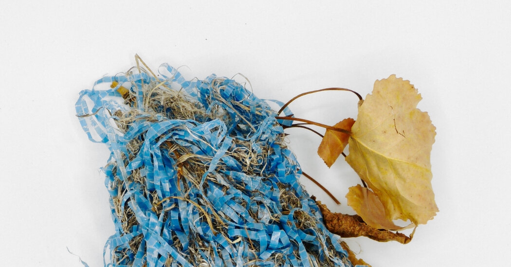 I Love Finding Birds' Nests, but What's in Them Troubles Me
