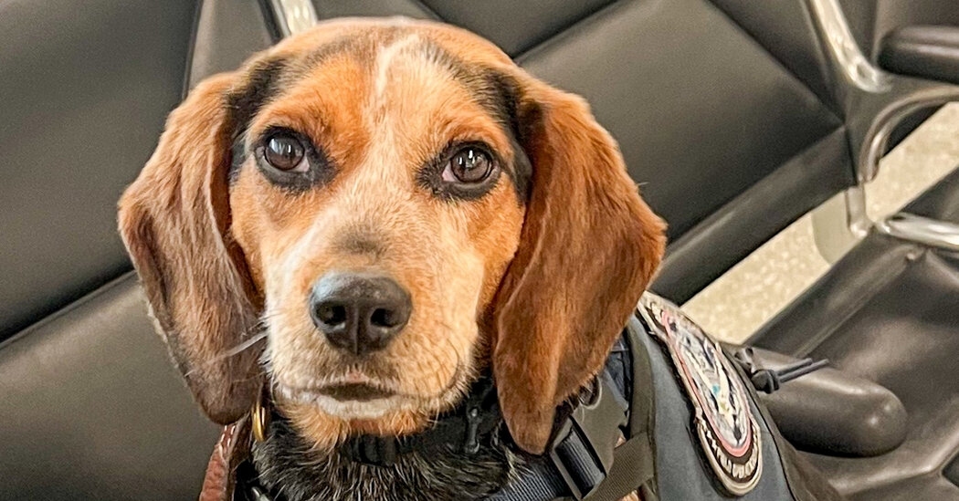 Man Who Kicked Customs Dog Is Turned Away at D.C. Airport, U.S. Says