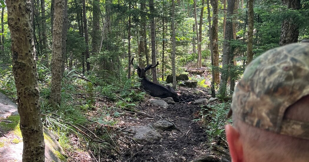 Lingering Moose Shuts Down Popular Adirondack Trail for a Month