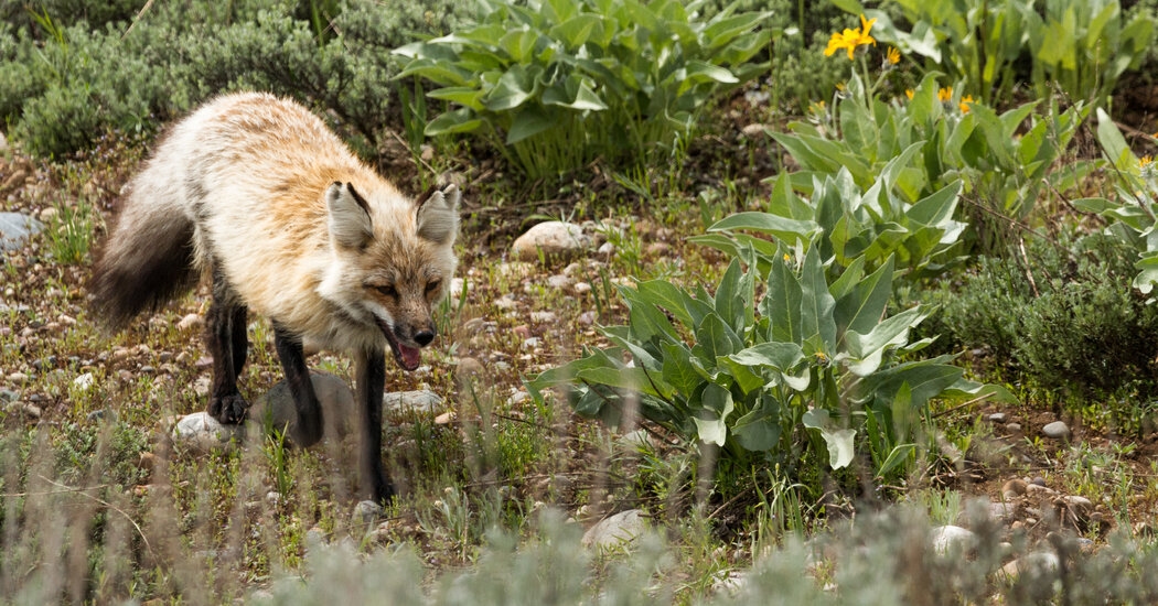 Beware of ‘Swiper,' a Fox at Grand Teton Park With a Penchant for Footwear