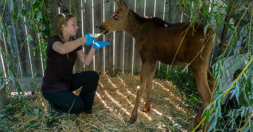 A Rescue Center for Small Wild Animals Looks to Place a Blind Moose Calf