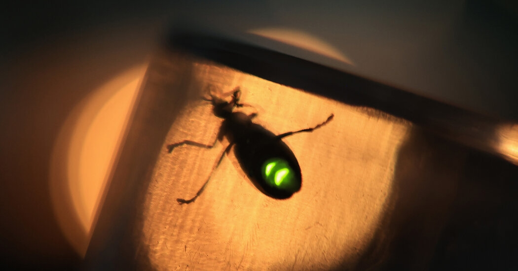 How a Soggy Spring and Hot Summer Nights Made 2025 an ‘Exceptional' Year for Fireflies