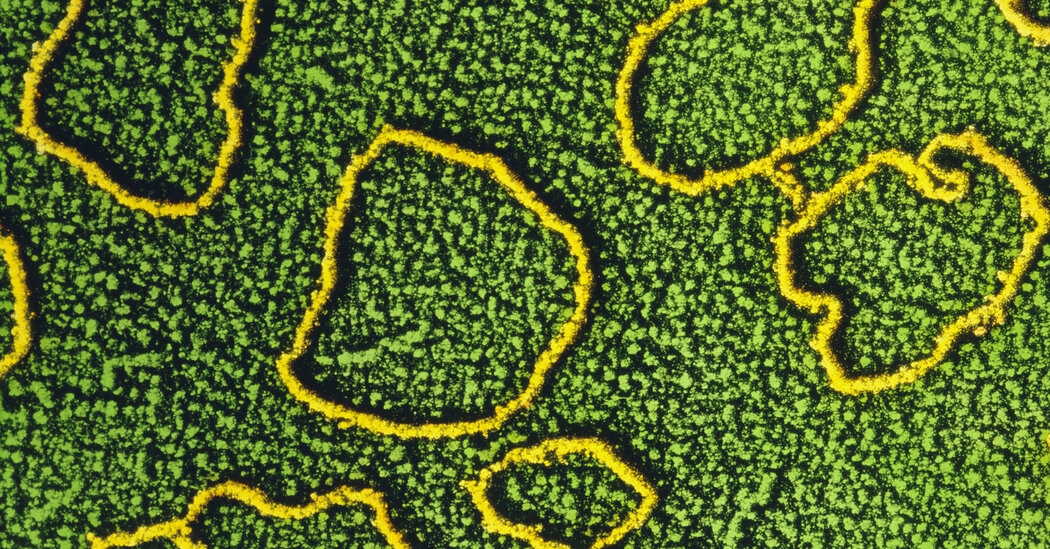 Scientists Are Learning to Rewrite the Code of Life