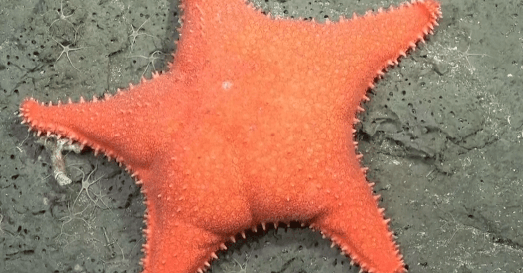 A Starfish, a President, and a Deep-Sea Frenzy in Argentina