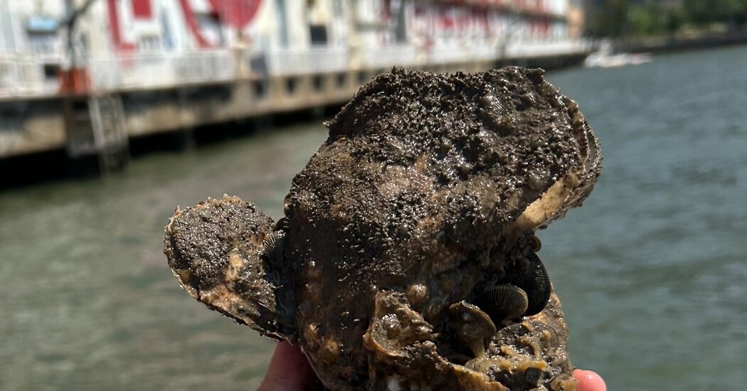 Slimmer, but Still One Big Oyster
