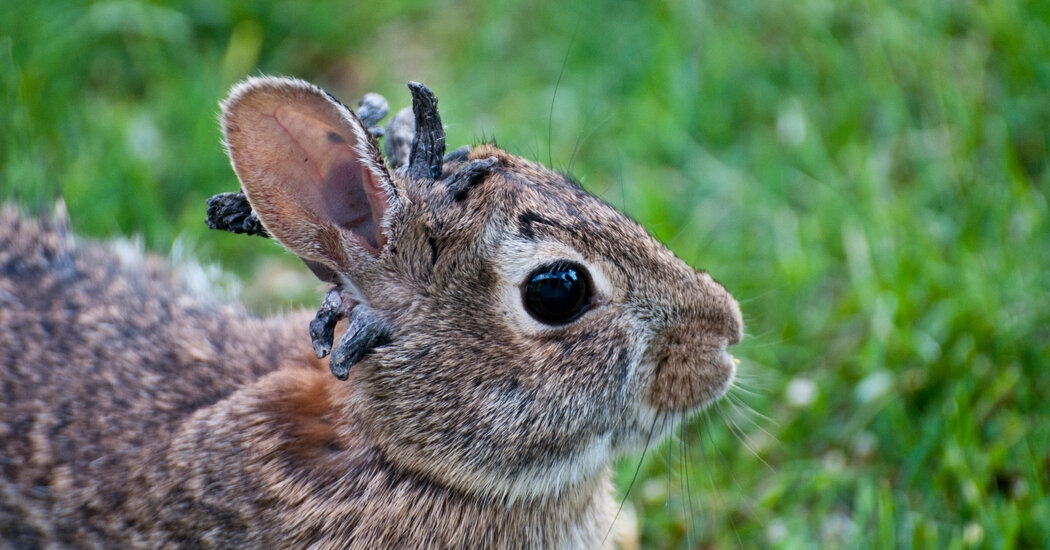 Rabbits With Hornlike Growths Are Hopping Around Colorado. Are They OK?