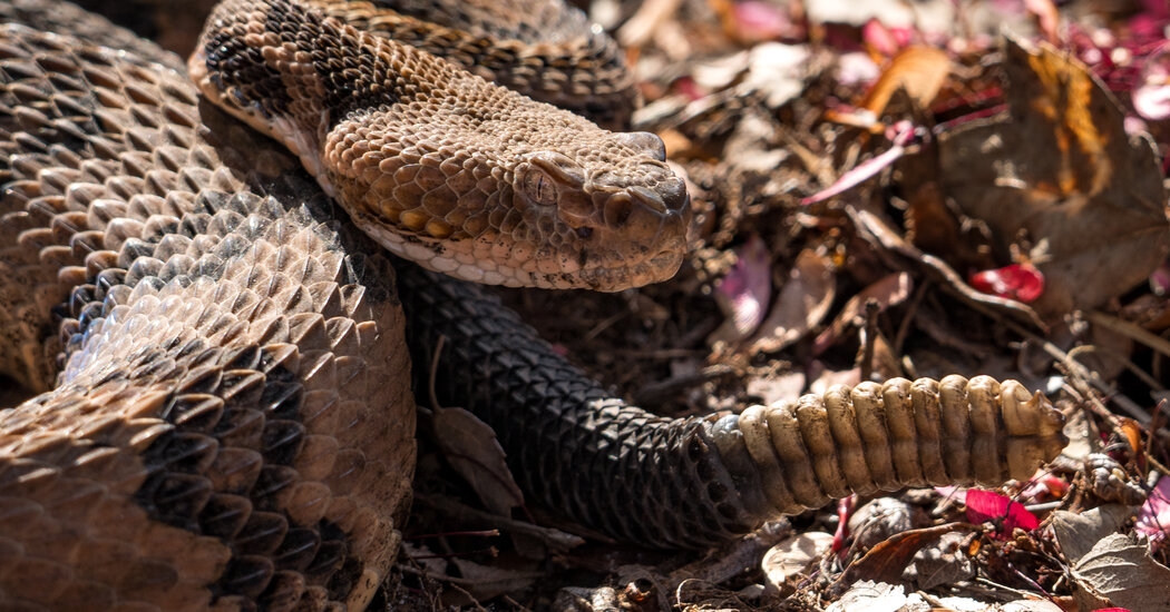 Hiker in Tennessee Who Picked Up a Venomous Snake Dies After Being Bitten