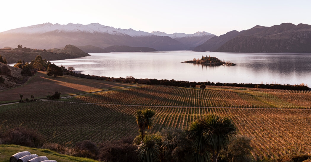 Under the Radar New Zealand Wines to Seek Out Now