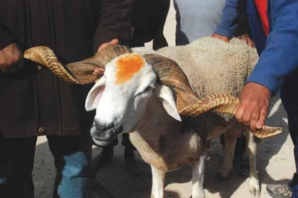 تزامنا مع إلغاء عيد الأضحى.. استعمال 'مضادات حيوية' للأغنام يثير الجدل
