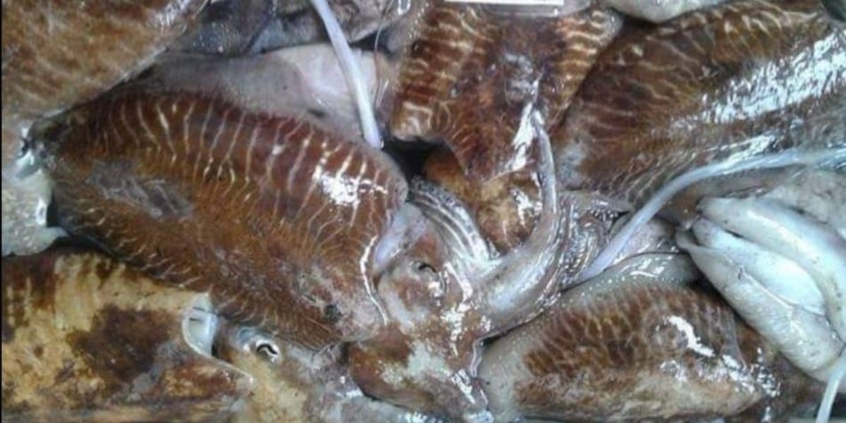 حظر مؤقت لصيد الحبار بهذه المنطقة من المغرب