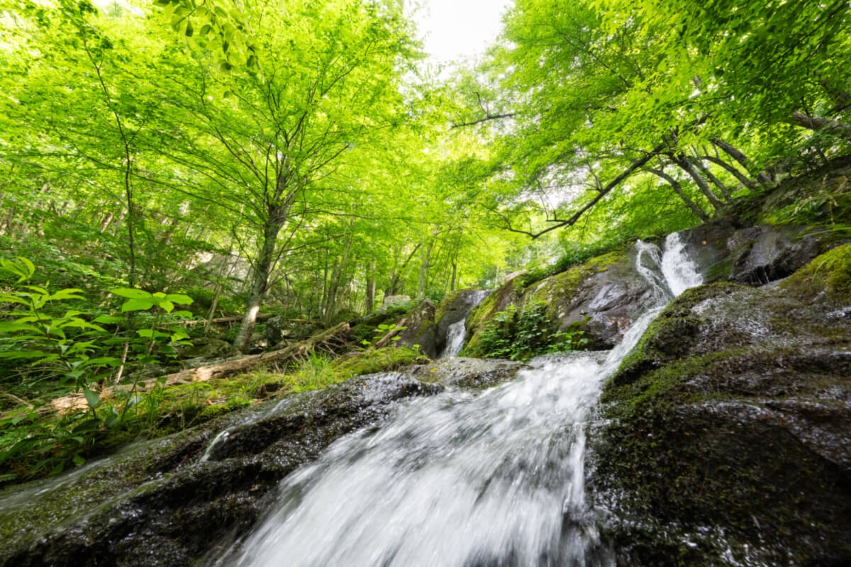 Add These 8 Waterfalls in Virginia to Your Hiking Bucket List!