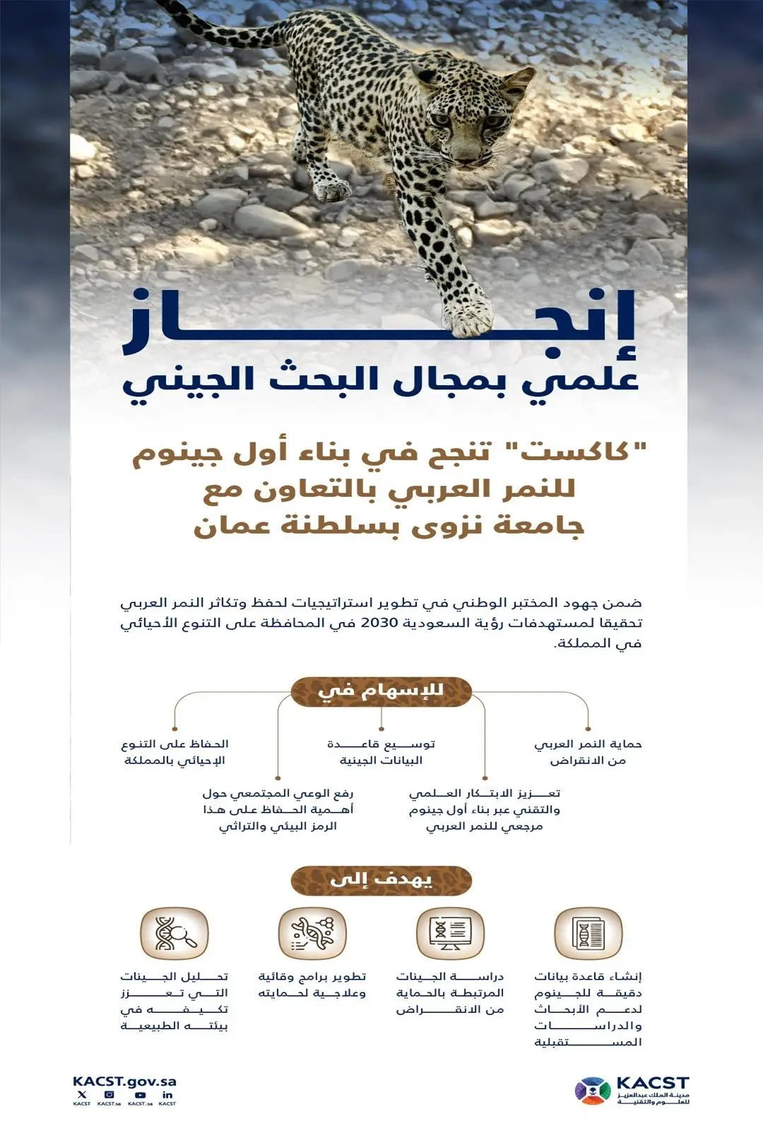 في إنجاز علمي بمجال البحث الجيني.. 'كاكست' تنجح في بناء أول جينوم للنمر العربي المهدد بالانقراض في المملكة