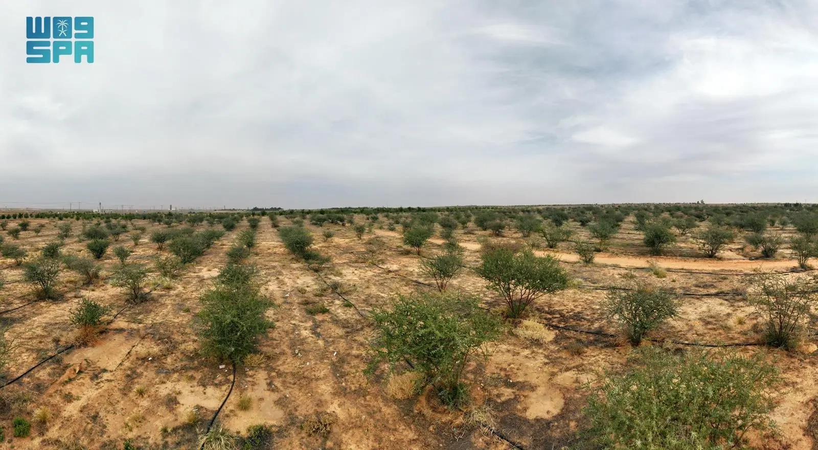 أكثر من ٦ ملايين شجرة تعزز الغطاء النباتي بالقصيم