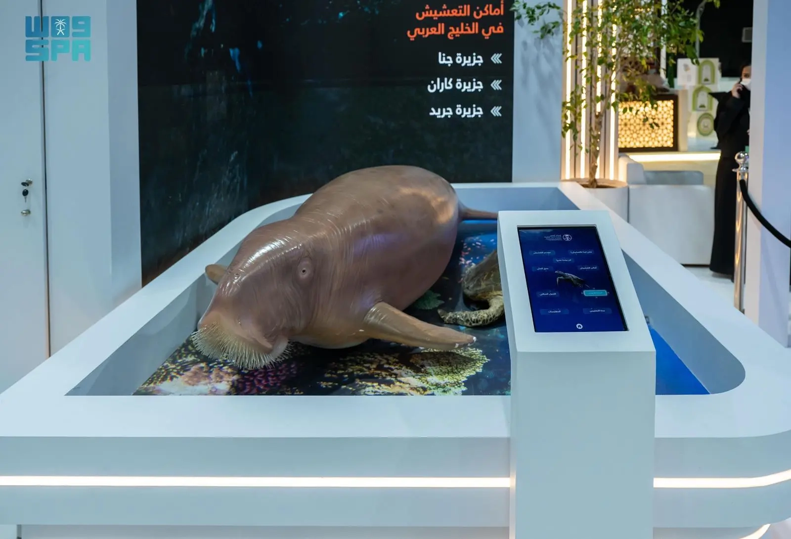 'الأطوم' رمز بيئي تحتضنه المملكة بحماية صارمة ومبادرات وطنية خلال أسبوع البيئة 2025